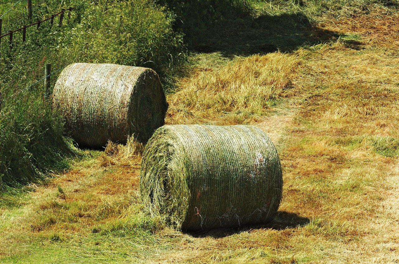 Tarlada iki yuvarlak kuru ot balyası; Hertfordshire, İngiltere.